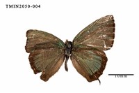 藏品(灰蝶科)的圖片